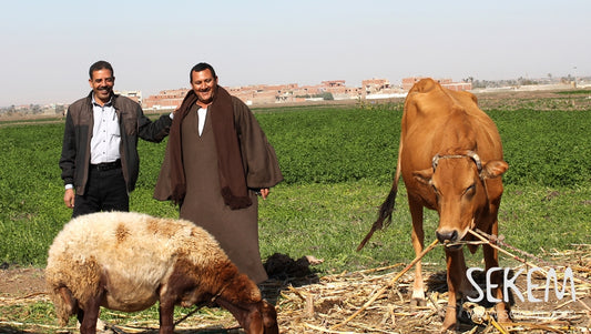 Zwei SEKEM-Bauern erzählen von Verantwortung, Chancen und Herausforderungen der Landwirtschaft in Ägypten