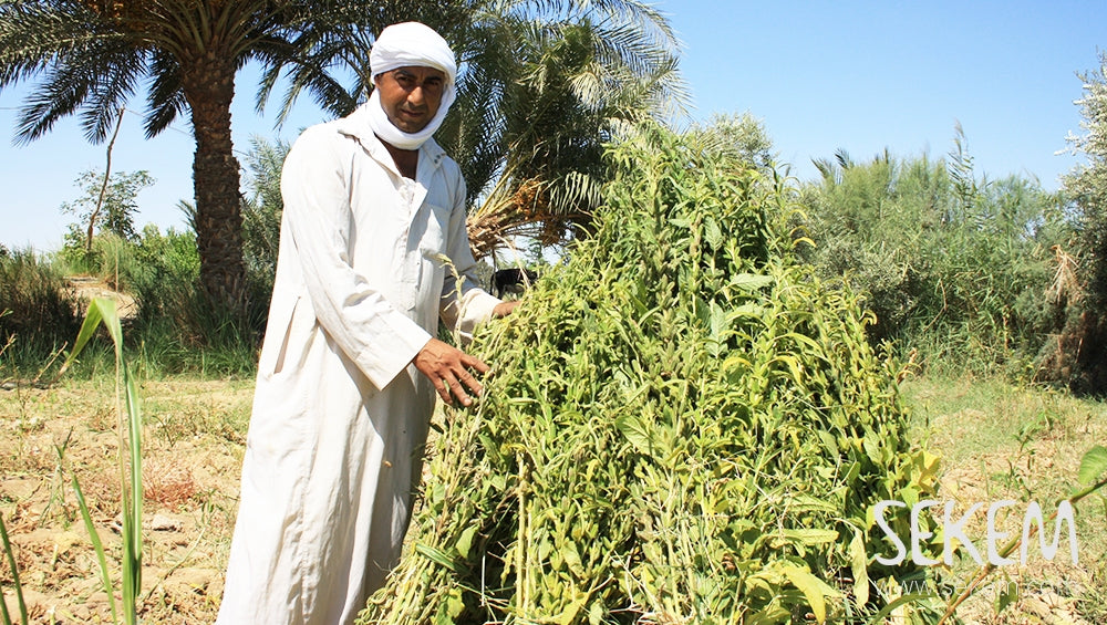 Sesam öffnet die Türen für nachhaltige Landwirtschaft in Ägypten